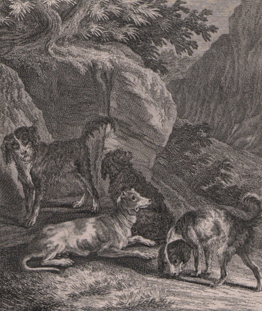 Den danske Hund Ridinger Daenischer 1738-55.jpg