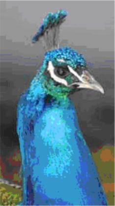 paafugl - krone odense zoo.jpg